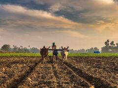 Natural Farming: जीरो बजट में कमायें लाखों का मुनाफा, बिना पैसे खर्च किये खेती करके मिलेगा बंपर उत्पादन