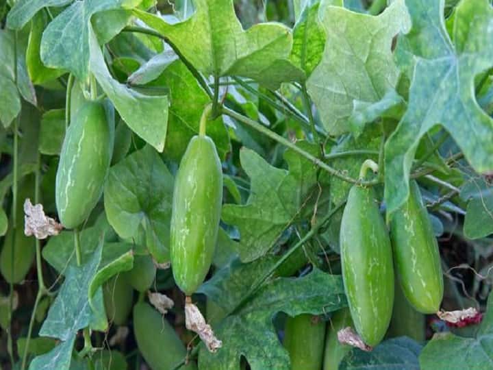 Kundru Cultivation: कम समय में मालामाल बना सकता है साधारण सा कुंदरू, खेती के लिये अपनायें ये खास तरीका