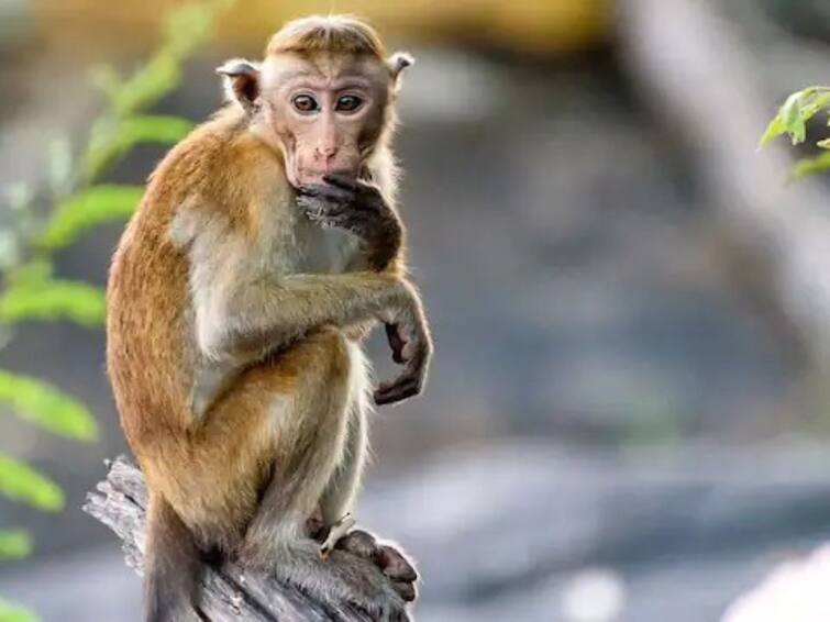 Viral Video Little Monkey Left Fascinated By A Smartphone Tries to Snatch It From Human Watch Viral Video: স্মার্টফোন দেখে আত্মহারা বাঁদর ছানা! কী করল সে, দেখুন ভাইরাল ভিডিও