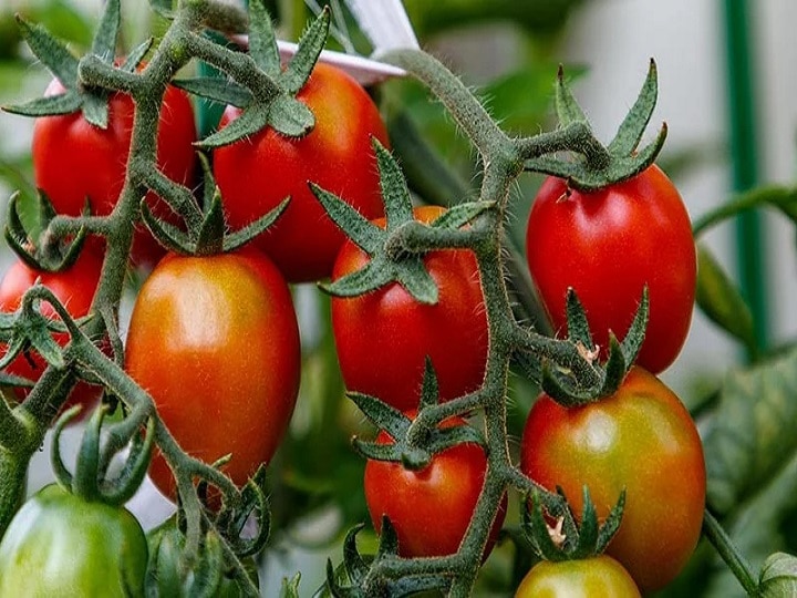 Tomato Cultivation: टमाटर की इस रोग प्रतिरोधी किस्म से पायें बंपर पैदावार, 110 दिनों में रसीले टमाटर होंगे तैयार