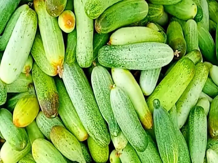 Shahabadi Cucumber: शाहबादी खीरा से चमक उठी किसानों की किस्मत, नौकरी छोड़ खीरा उगाकर कमाये 1.5 लाख रुपये