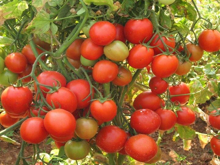 A carat is being sold in the market for Rs 25, even the hard work of the laborer did not pay off, the farmers left the tomatoes in the field.