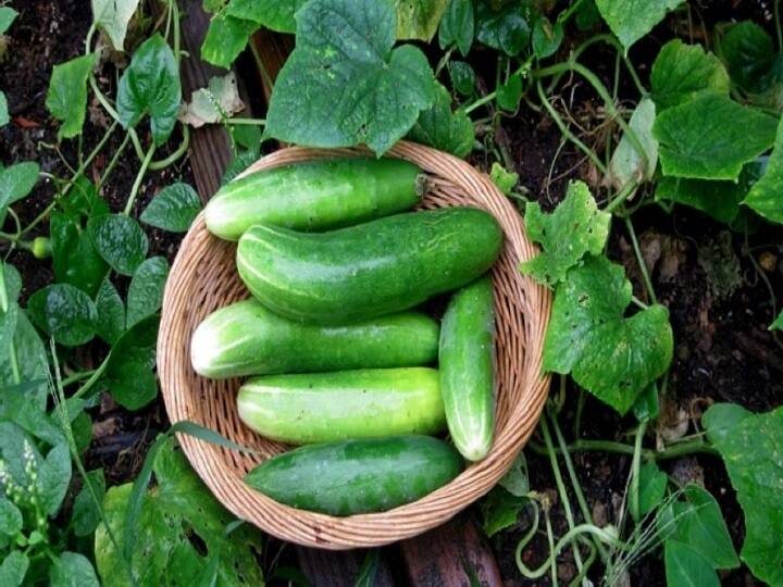 Shahabadi Cucumber brightened the fortunes of farmers earn Rs 1.5 lakh by growing cucumber in acre Shahabadi Cucumber: शाहबादी खीरा से चमक उठी किसानों की किस्मत, नौकरी छोड़ खीरा उगाकर कमाये 1.5 लाख रुपये