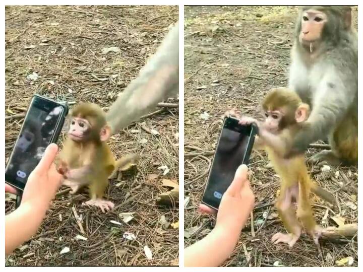 monkey trying to snatch smartphone while its mother stopping it viral video on social media Watch: छोटे बंदर ने बार-बार की स्मार्टफोन हथियाने की कोशिश, फिर बंदर की मां ने किया ये काम