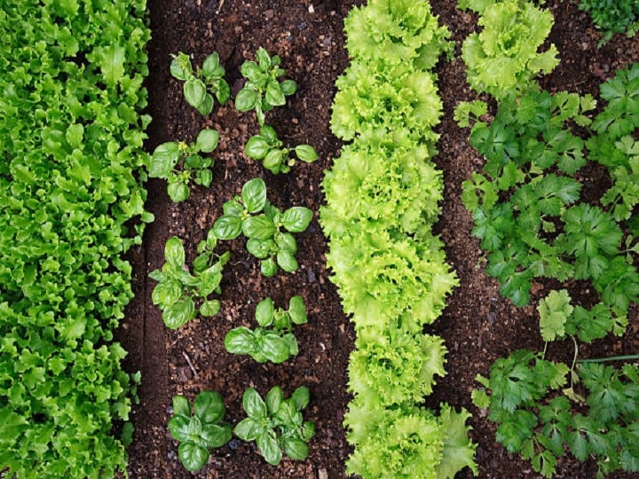 Natural Farming: जीरो बजट में कमायें लाखों का मुनाफा, बिना पैसे खर्च किये खेती करके मिलेगा बंपर उत्पादन