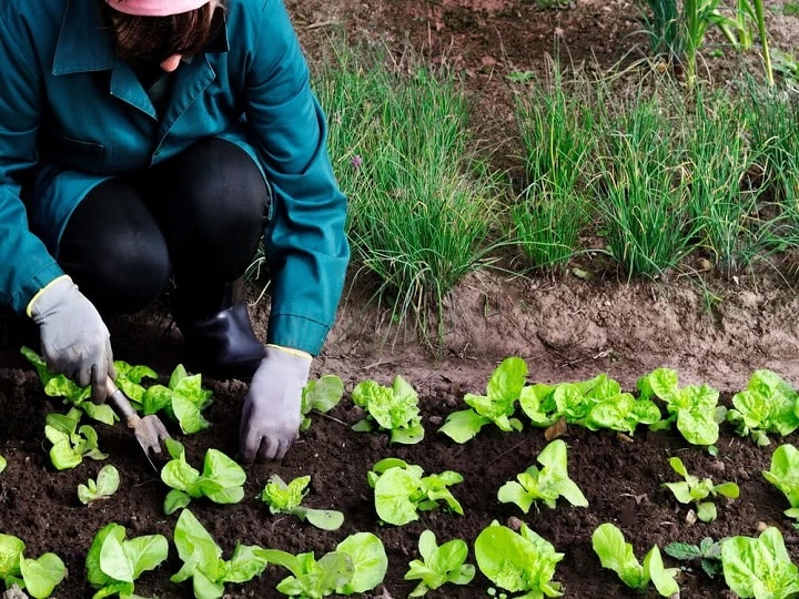 Natural Farming: जीरो बजट में कमायें लाखों का मुनाफा, बिना पैसे खर्च किये खेती करके मिलेगा बंपर उत्पादन