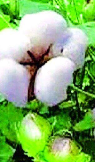 नंदूरबार जिल्ह्यात कापसाच्या लागवडीत मोठी वाढ