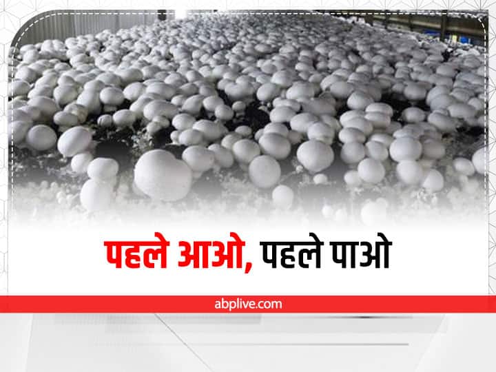 Haryana government subsidy for setting up mushroom unit early applicants get profit Mushroom Farming Subsidy: मशरूम की खेती से होती है मोटी कमाई, यूनिट लगाने पर सब्सिडी दे रही सरकार