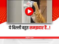 Viral Video: वाटर प्यूरीफायर से पानी पीती दिखी ये क्यूट बिल्ली, यूजर्स बोले- So Smart...