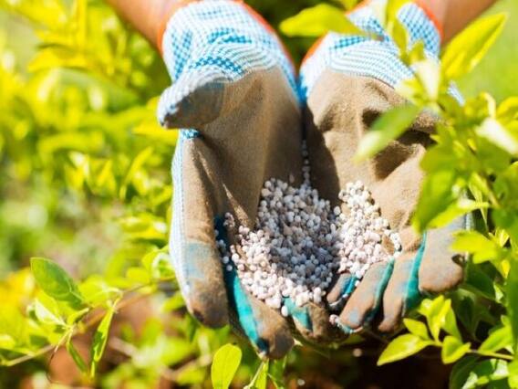 Fertilizers Production: भारत को फर्टिलाइजर के क्षेत्र में आत्मनिर्भर बनाने का रोडमैप तैयार, जल्द होगा ऐलान Fertilizers Production: भारत को फर्टिलाइजर के क्षेत्र में आत्मनिर्भर बनाने का रोडमैप तैयार, जल्द होगा ऐलान