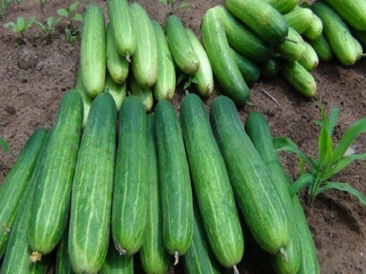 Shahabadi Cucumber: शाहबादी खीरा से चमक उठी किसानों की किस्मत, नौकरी छोड़ खीरा उगाकर कमाये 1.5 लाख रुपये