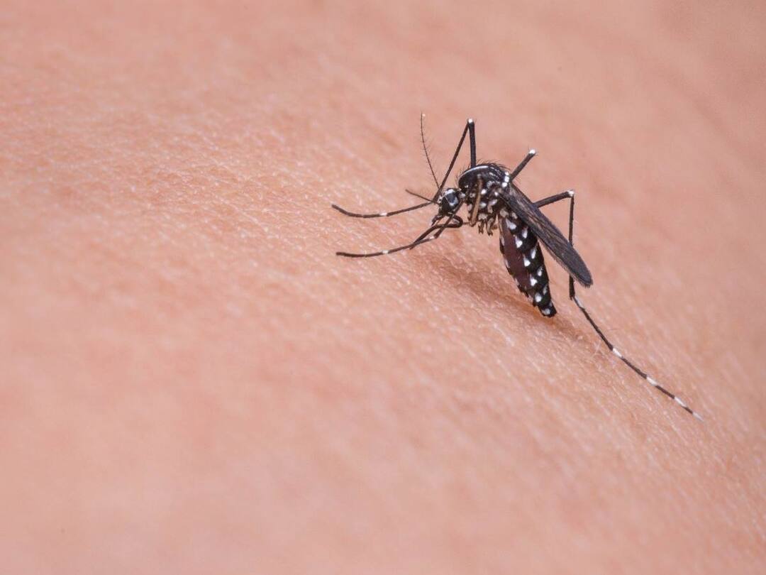 Do mosquitoes bite you more than others? Your color may also be the reason for it ఇతరుల కన్నా దోమలు మిమ్మల్నే ఎక్కువగా కుడుతున్నాయా? దానికి మీ రంగు కూడా కారణం కావచ్చు