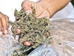 Maharashtra Drug: खुफिया जानकारी पर नागपुर में 40 लाख का गांजा जब्त, विशाखापट्टनम से अजमेर में हो रही थी अवैध तस्करी