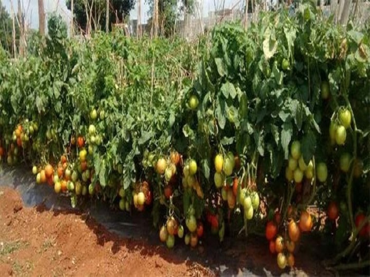 Tomato Cultivation: टमाटर की इस रोग प्रतिरोधी किस्म से पायें बंपर पैदावार, 110 दिनों में रसीले टमाटर होंगे तैयार