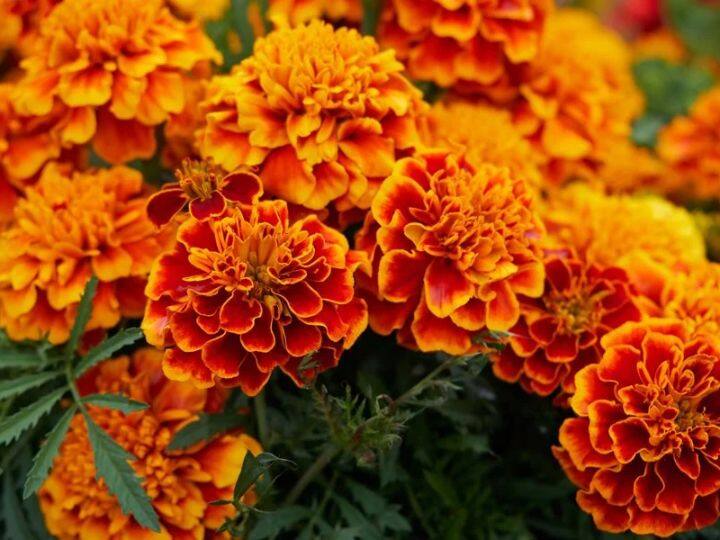 Marigold flower prices tumbled in Shravan, know what is the reason ऐन श्रावणात झेंडूचे दर गडगडले, जाणून घ्या काय आहे कारण