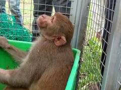 In Pics : 25 जणांवर हल्ला करणाऱ्या माकडाला पकडलं, हनी ट्रॅप करुन केलं जेरबंद