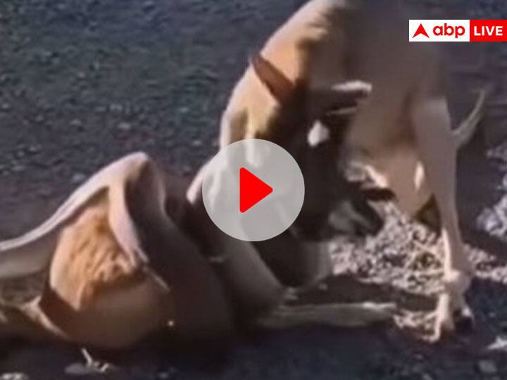 mother kangaroo fight with snake video viral on social media Watch: बच्चे पर आई आंच तो अजगर से भिड़ गई मादा कंगारू, वायरल हुआ वीडियो