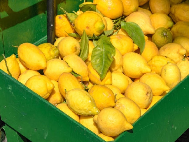 Lemon Farming: किसानों को लखपति बना सकता है नींबू का ये खास फॉर्मूला, बस खेती के समय इन बातों का रखें ध्यान