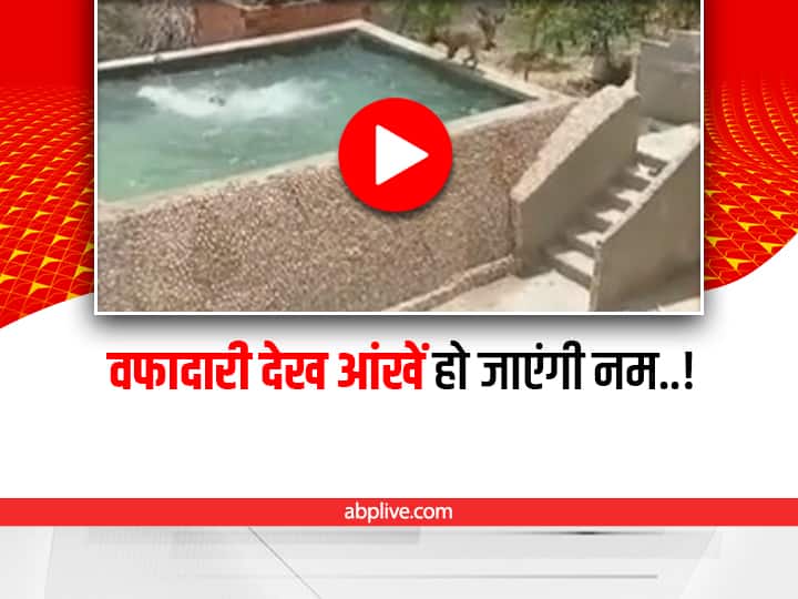 dog jumps into swimming pool to save owner life video viral on social media Viral Video: मालिक ने की डूबने की एक्टिंग, परेशान कुत्ते ने स्विमिंग पूल में लगा दी छलांग, वीडियो वायरल