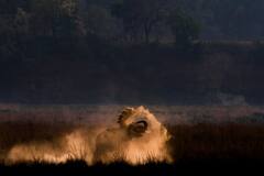 Elephant Day: யானை தினம்; அழகிய புகைப்புடங்கள், உங்களுக்காக...!