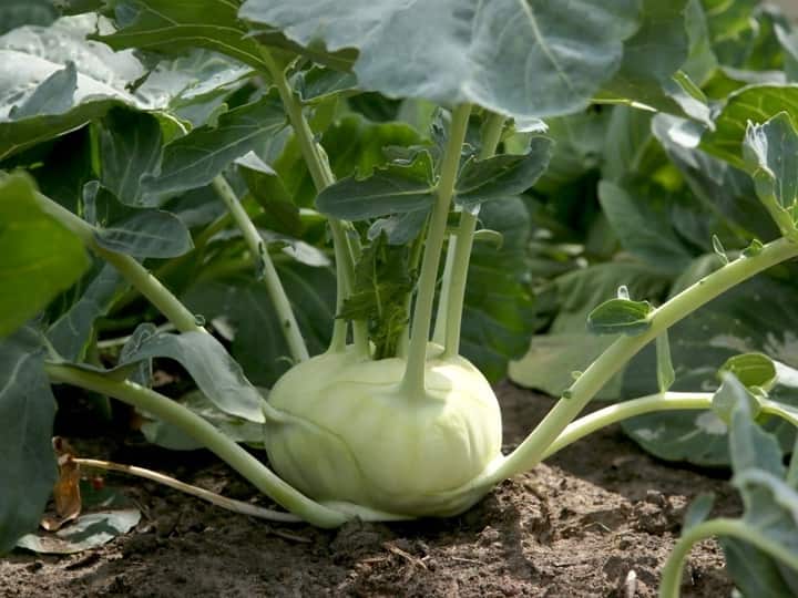 Knol Khol Kohlrabi Farming helps to get more profit than cabbage vegetable Knol Khol Farming: गोभी जैसी ये नोल खोल सब्जी देती है कई गुना अधिक मुनाफा, इस समय खेती करके हो जायेंगे मालामाल