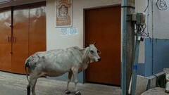 Anubrata Mandal Arrested: গরুপাচার মামলায় গ্রেফতার অনুব্রত, বন্ধ দরজা থেকে ফিরে গেল ধেনু