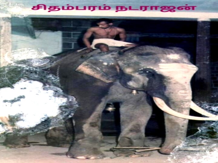 World Elephants Day : ஆகஸ்ட் - 12 :  உலக யானைகள் தினம்.. பல்வேறு கோணங்கள்.. பல்வேறு கோரிக்கைகள்