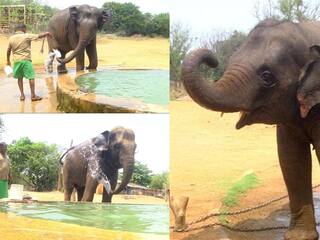 World Elephants Day : வண்டலூரில் பார்வையாளர்களின் கவனத்தை கவரும் செல்லக்குட்டி யானைகள் ரோகிணி, பிரகதி..