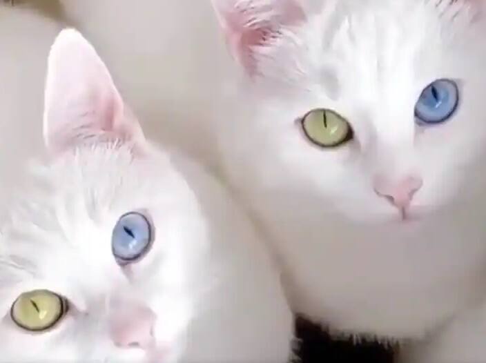 cute twin cats video goes viral Trending: ઇન્ટરનેટ પર વાયરલ થયો Twin Catsનો વીડિયો, અત્યાર સુધી એક મિલિયનથી વધુ વખત જોવાયો છે વીડિયો