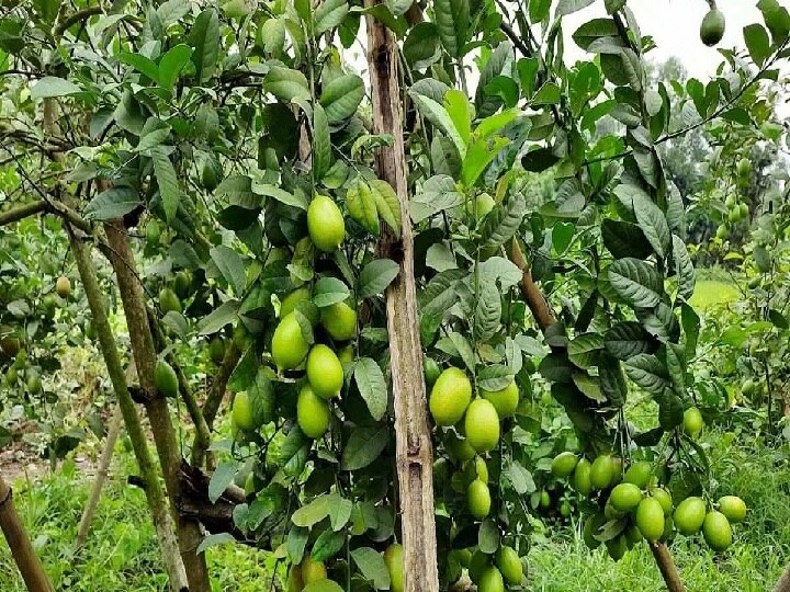 Lemon Farming: किसानों को लखपति बना सकता है नींबू का ये खास फॉर्मूला, बस खेती के समय इन बातों का रखें ध्यान