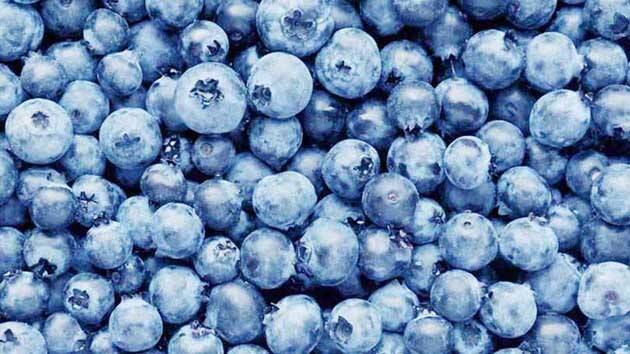 Blueberry Benefits: Eat blueberry to your heart's content in August and September, you will get many health benefits Blueberry Benefits : ਅਗਸਤ ਤੇ ਸਤੰਬਰ 'ਚ ਰੱਜ ਕੇ ਖਾਓ ਬਲੂਬੇਰੀ, ਸਿਹਤ ਨੂੰ ਮਿਲਣਗੇ ਬਹੁਤ ਸਾਰੇ ਫਾਇਦੇ