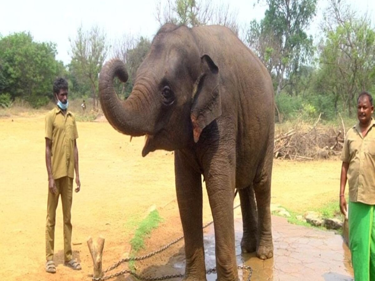 World Elephants Day : வண்டலூரில் பார்வையாளர்களின் கவனத்தை கவரும் செல்லக்குட்டி யானைகள் ரோகிணி, பிரகதி..