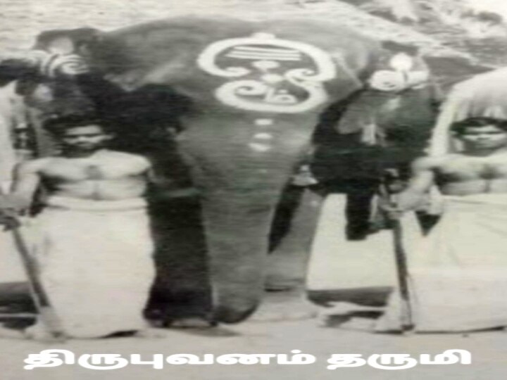 World Elephants Day : ஆகஸ்ட் - 12 :  உலக யானைகள் தினம்.. பல்வேறு கோணங்கள்.. பல்வேறு கோரிக்கைகள்