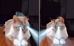 Weird News: ਕੀ ਤੁਸੀਂ ਕਦੇ ਦੇਖੀ ਹੈ ਆਪਣੀ ਅੱਖਾਂ ਵਿੱਚੋਂ ਰੋਸ਼ਨੀ ਕੱਡਣ ਵਾਲੀ ਬਿੱਲੀ? ਟਾਰਚ ਵਰਗੀ ਤੋਜ਼ ਰੋਸ਼ਨੀ ਦੇਖ ਕੇ ਲੋਕ ਹੈਰਾਨ!