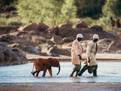 Elephant Day: யானை தினம்; அழகிய புகைப்புடங்கள், உங்களுக்காக...!