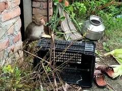 In Pics : 25 जणांवर हल्ला करणाऱ्या माकडाला पकडलं, हनी ट्रॅप करुन केलं जेरबंद