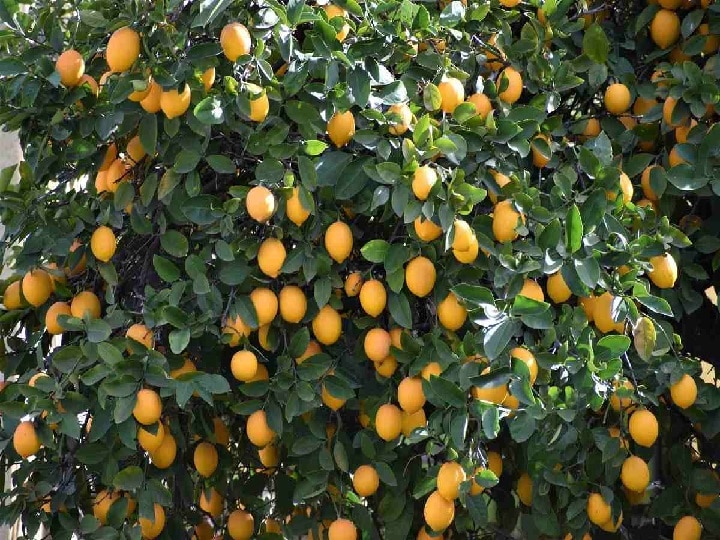 Lemon Farming: किसानों को लखपति बना सकता है नींबू का ये खास फॉर्मूला, बस खेती के समय इन बातों का रखें ध्यान