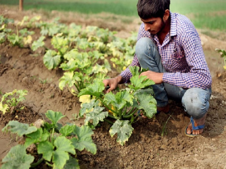 Pumpkin Farming: कोई आम सब्जी नहीं है कद्दू! सिर्फ 3 महीने में होगी मोटी कमाई, इस विधि से करें खेती