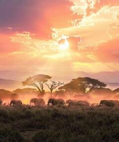 Elephant Day: யானை தினம்; அழகிய புகைப்புடங்கள், உங்களுக்காக...!