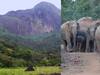 World Elephant Day: அகஸ்திய மலை யானைகள் காப்பகமாக அறிவிப்பு..