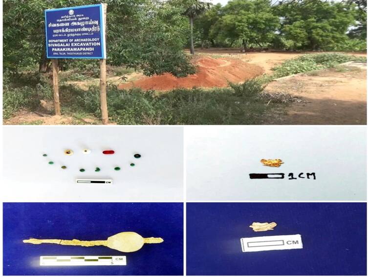 For the first time, gold has been found in the ongoing excavation work at Shivalargi சிவகளை அகழாய்வு:  முதல் முறையாக தங்கப்பொருள் கண்டுபிடிப்பு - உற்சாகத்தில் ஆய்வாளர்கள்