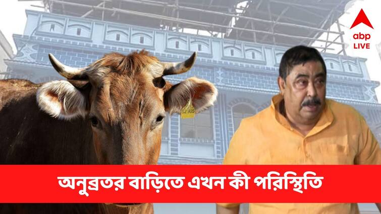 Anubrata Mondal  Arrested In Cattle Smuggling Case,  How is the situation of his house in birbhum Anubrata Mondal : অনুব্রত নেই, খাঁ খাঁ করছে বাড়ি, দরজায় ঘুরছে গরু