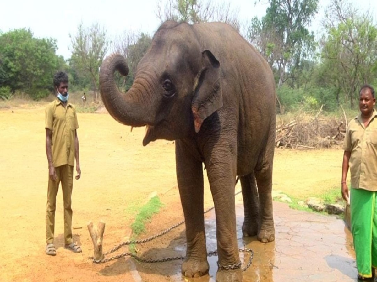 World Elephants Day : வண்டலூரில் பார்வையாளர்களின் கவனத்தை கவரும் செல்லக்குட்டி யானைகள் ரோகிணி, பிரகதி..