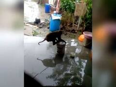 In Pics : 25 जणांवर हल्ला करणाऱ्या माकडाला पकडलं, हनी ट्रॅप करुन केलं जेरबंद