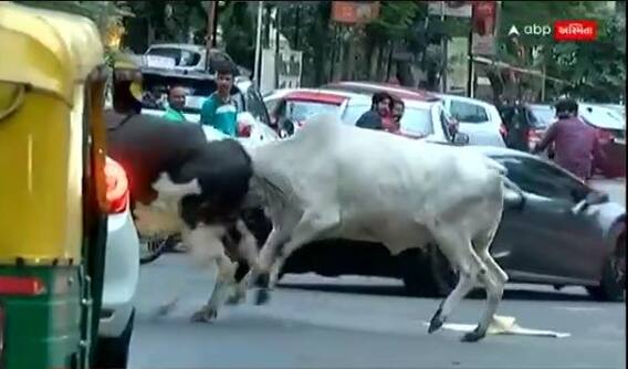 અમદાવાદના ઢોરયુક્ત રસ્તા, હવે સાચવીને ઘરેથી નીકળજો!