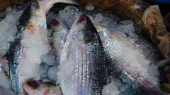 Recipe: জিভে জল আনা মালাই ইলিশ, দেখে নিন কীভাবে তৈরি করবেন