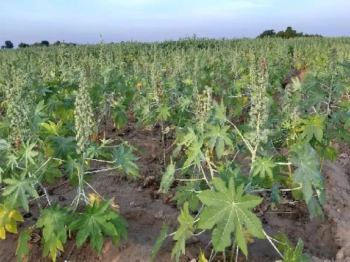 Castor Farming: संजीवनी समान है अरंडी का तेल, लाखों कमाने के लिये अपनायें खेती का ये खास तरीका