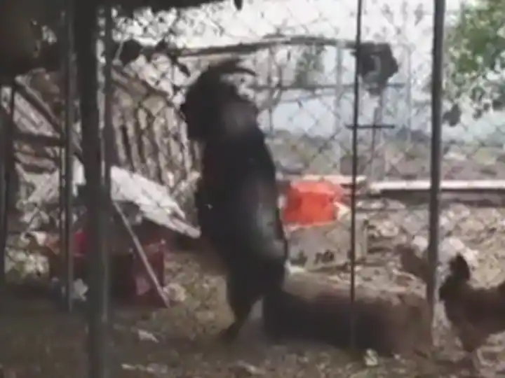 Shocking : ਚਾਰ ਨਹੀਂ ਦੋ ਪੈਰਾਂ 'ਤੇ ਚੱਲਦਾ ਹੈ ਇਹ ਬੱਕਰਾ, ਵੀਡੀਓ ਨੇ ਮਚਾਇਆ ਇੰਟਰਨੈੱਟ 'ਤੇ ਤਹਿਲਕਾ