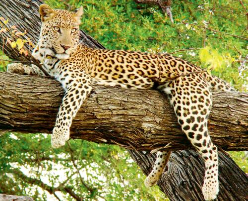 Maharashtra News Nashik news Leopard Wildlife treatment center work in progress in Nashik Nashik Leopard : बिबट्यासह इतर वन्यप्राण्यांना माहेरघरीच सासुरवास, वन्यप्राणी उपचार केंद्राच्या प्रतीक्षेत 