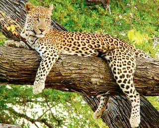 Nashik Leopard : बिबट्यासह इतर वन्यप्राण्यांना माहेरघरीच सासुरवास, वन्यप्राणी उपचार केंद्राच्या प्रतीक्षेत 